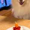 【ペット】Happy Birthday モコ！