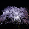 スナップ、しだれ桜@六義園, A7, MD.ROKKOR 28mm F2