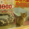 ペットショップの猫！売れ残りはどうなるの？