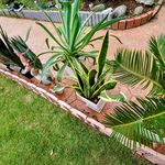 アオイトンボと冬への準備。