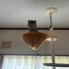 猫、夏バテ⁉