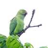 雨でもワカケホンセイインコがいた