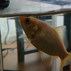 食べ物を探して逆立ちする金魚