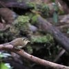 クロガシラチメドリ Black-crowned Fulvetta