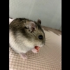 【初体験】うちのハムスター、初めて肉を喰らう🐹🍖【YouTube動画紹介】