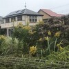 背高泡立草