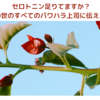 セロトニン足りてますか？この世のすべてのパワハラ上司に伝えたい