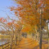 カラーバランスで紅葉の編集（４）