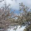三重県 河村瑞賢 河津桜 ２０２３年 現在 見頃に？