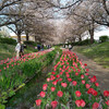ちょっとシーズンが遅かったが桜とチューリップの名所　江川せせらぎ緑道（横浜市都筑区）