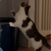 爪が引っかかって困っとるきなこもち|(￣3￣)|