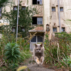 西彼諸島のねこさん