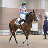 １７日に帰厩。次走は来月３日の中山・芝１６００ｍへ向かいます。☆セラフィナイト