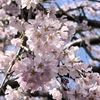 Fire生活1年239日目 〜桜を見に出かけた日〜
