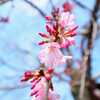 今日の桜 03/13