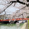 【ゆこの京都🌸桜とカフェ巡り記録2022年春】今年も全力で巡りまくった京都の桜の旅👣