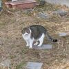 木瓜の剪定とハンター猫