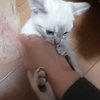 子猫の脚力