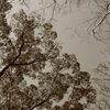 セピアで撮る山田池公園 (8)