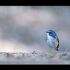 幸せの青い鳥