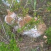 猫と図書館と日曜日