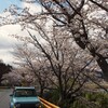 桜咲いてた