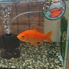  一年中変わらない強靭な金魚