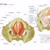 男子のおける骨盤底筋機能