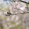 最後に隣県へ鳥を見に行った（２０２１　０４０１）その１。