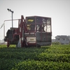 わが神久呂　　昭和の新茶の手摘みから令和の大型の茶摘採機へ