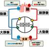   【基礎から学ぶ】体循環と肺循環【解剖生理学】