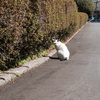 近所のねこ
