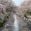 五条川に桜を見に行きましたがチト遅かったです。。
