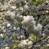 イギリスのお花も満開〜
