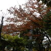 近隣の公園等で色づき始めた紅葉見物！！（NO-３)