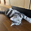猫、運動不足になる
