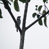 シロクロオオガシラ(Pied Puffbird)