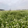 蕎麦の花