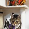 「千の福ねこアート展」（サ゜スウォスス of キャッツ ワールドの猫たちー１）