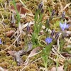 八竜湿地のハルリンドウ　山崎川の桜