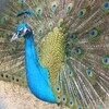 長谷に棲む孔雀