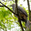 シンガポール　都市型公園の野鳥たち