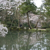 兼六園「瓢池」の桜