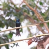 ヒメオウチュウ Bronzed Drongo