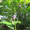 薬用植物園_温室（東京都小平市）