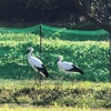 鳥インフルエンザ！　　まさか！　　あのコウノトリたちは、今！！