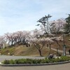 県北の桜を巡る