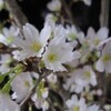 満開の寒桜