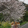 桜雨の日曜日