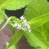 ミツバに花が咲きました
